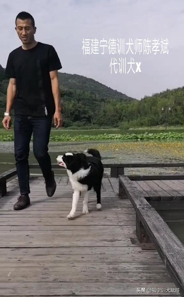 头条问答 怎么调教边牧幼犬 陈梁宠物服务部斌哥的回答 0赞