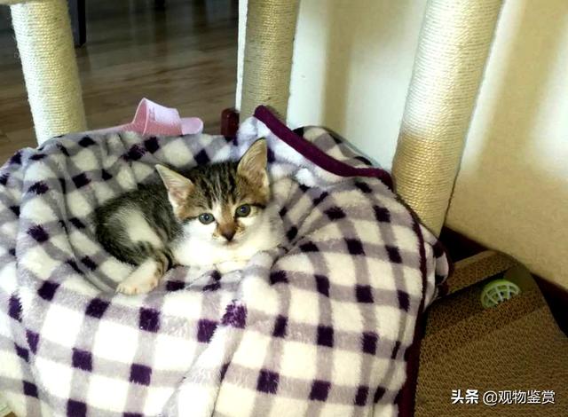 猫救小主人:在旅途中救了一只刚满月的小猫是就地送人还是自己带回家喂养？