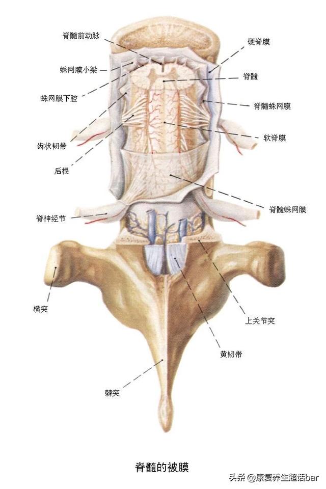 脊髓损伤是什么病严重吗