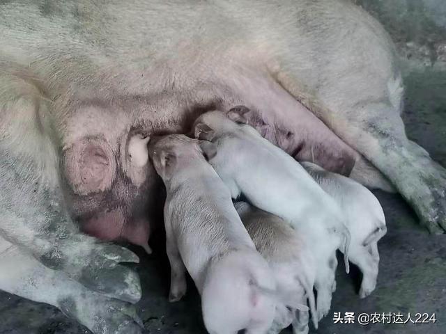 母猪产前预兆:母猪快要下猪仔不爱吃食喂红糖可以吗？