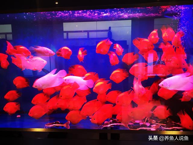 鹦鹉蛋黄粉的功效与作用:玄凤鹦鹉可以喝豆奶粉吗？