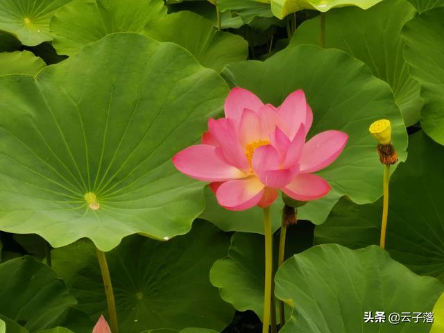 陆逊的老婆:刘备妻子孙尚香，回到东吴后，竟然再婚嫁人生子，是否真有此事？