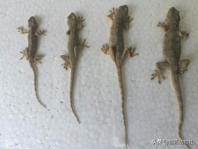 华丽巨蚊会捕食蚊子吗:只有母蚊子才会叮人吸血吗？