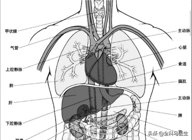 头条问答 - 心窝正中痛是怎么回事?(79个回答)