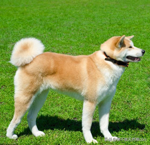 秋田犬好养吗知乎:秋田犬为什么被禁养 忠犬八公秋田犬为什么这么少人饲养？不受大家欢迎的原因是什么？