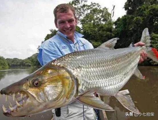 茂密森林灵异事件后续:亚马逊大森林里的十大恐怖生物是什么？