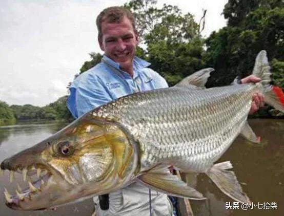 14大恐怖生物，亚马逊大森林里的十大恐怖生物是什么