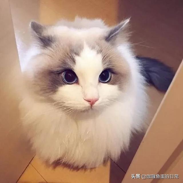 膀胱结石症状预防:猫膀胱结石，多喝水会预防吗？