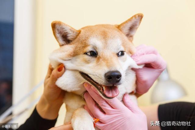 一位忠诚的守望犬:为什么大多数的狗那么忠诚？