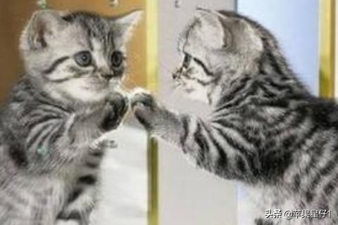 猫癣:宠物店治猫癣贵吗？猫咪长癣是不是一定要去宠物店处理呢？
