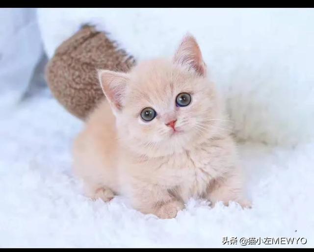 适合英短蓝猫幼猫猫粮:第一次养猫，5月龄的英短幼猫吃什么猫粮好？ 英短蓝猫幼猫猫粮哪个牌子比较好