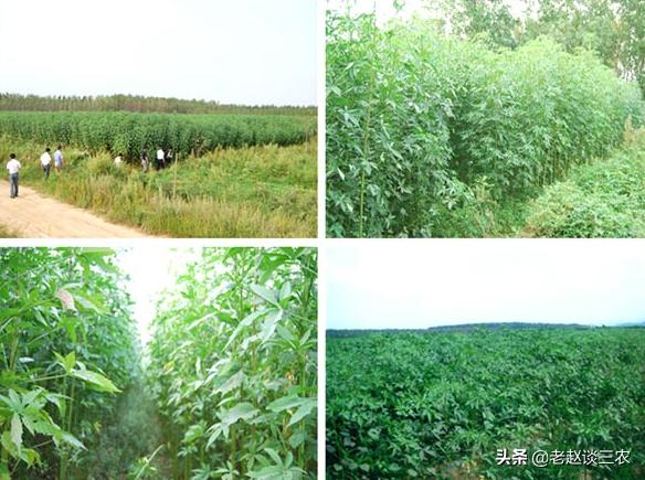 头条问答 如何科学栽培洋麻 有没有什么好方法 2个回答