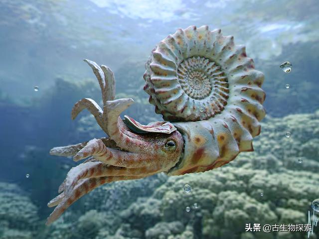 旋齿鲨:如果让你根据企鹅的骨骼来复原企鹅，你会把企鹅复原成什么样子？