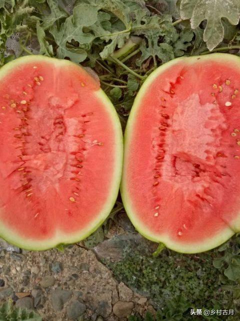 戈壁西瓜真的不能吃吗，新疆的沙漠里遍地是西瓜，为何却无人敢吃