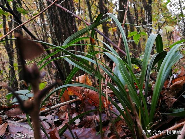 山上野生兰草价格:山上的野生兰花资源需要保护吗，有何建议？