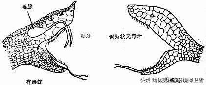 海蛇全部都是毒蛇吗，蛇、蜈蚣、海蛇的毒是如何产生的，是胎里带的吗