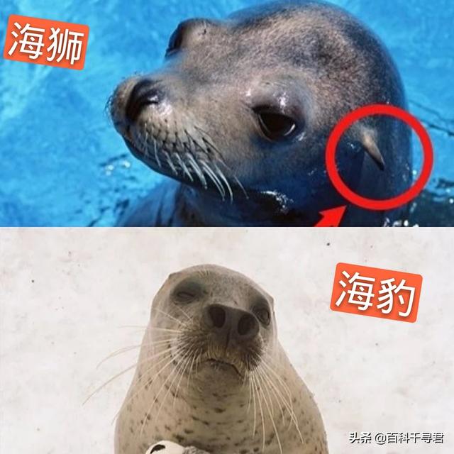 竖琴海豹:海豹、海象、海狮、海狗、海兔这几种动物都有什么不同？