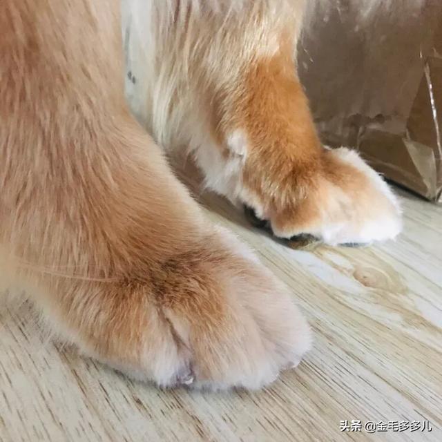 宠物狗品种图片:你觉得世界上最好的宠物狗是哪一种？有何依据？