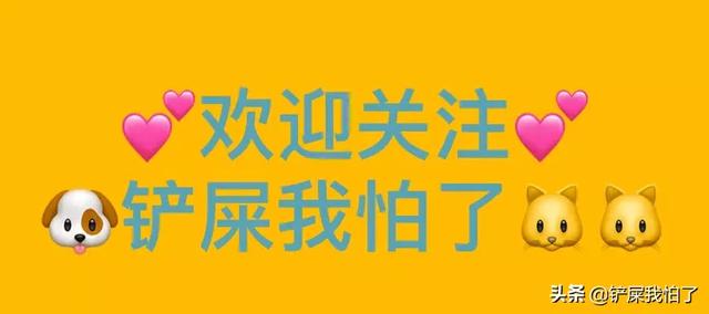 小型宠物狗品种大全 价格:什么品种的狗适合穷人家养？