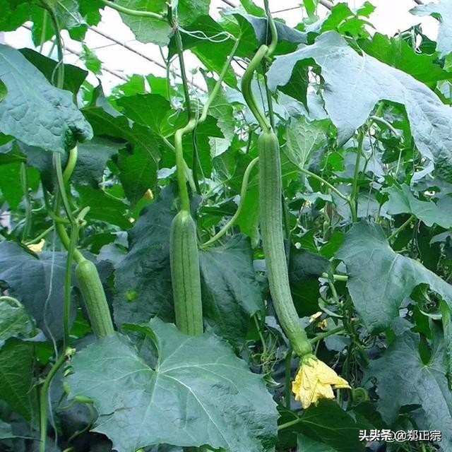 手工做草鸟巢图片:你做过哪些漂亮精致的手工？