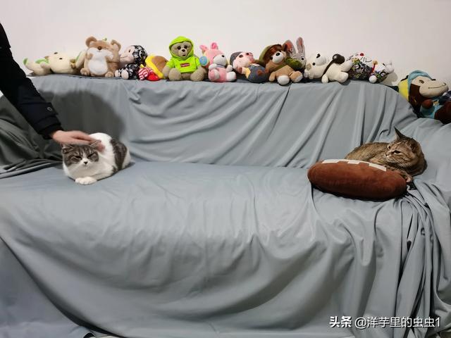 有鱼猫粮:哪个牌子的猫粮比较好，吃了没啥问题的？ 有鱼猫粮怎么样