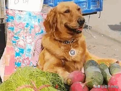 世界犬类智商排名中国:什么狗最聪明?狗狗智商排行榜前十？