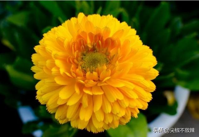 金盏菊:金盏菊几月播种好？如何养护？