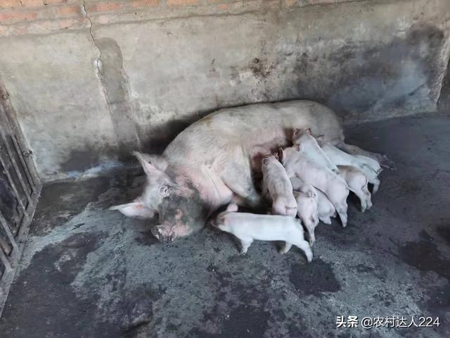 微型猪:中小型养猪场自繁自养什么母猪好？