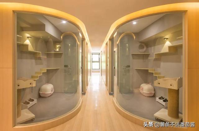 宠物服务项目简介:现在比较新奇的宠物服务都有哪些？