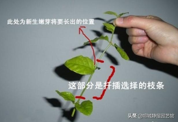 双色茉莉的水插方法:茉莉花能用枝条扦插吗？怎样才能提高成活率？