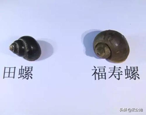 养殖田螺跟福寿螺哪个产量高？