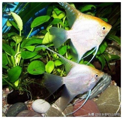 玻璃扯旗:玻璃扯旗鱼 鱼有几种，谁能科普一下？