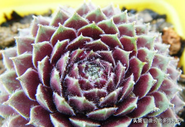 长生草属多肉植物图片:长生草多肉植物图鉴大全 紫牡丹多肉的叶片全部包着算是正常吗？怎么办？
