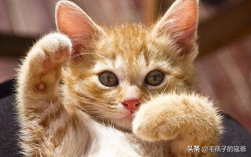 猫爪热用什么药:猫好像很怕热，有什么降暑的方式吗？