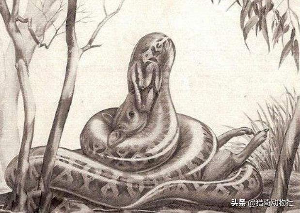 超级大蛇吞人:最胖的人1400斤被蛇吞了,蛇会怎样？