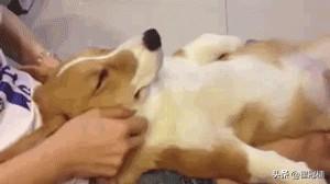 柴犬智商6:第一次饲养柴犬的新手们需要注意哪些？
