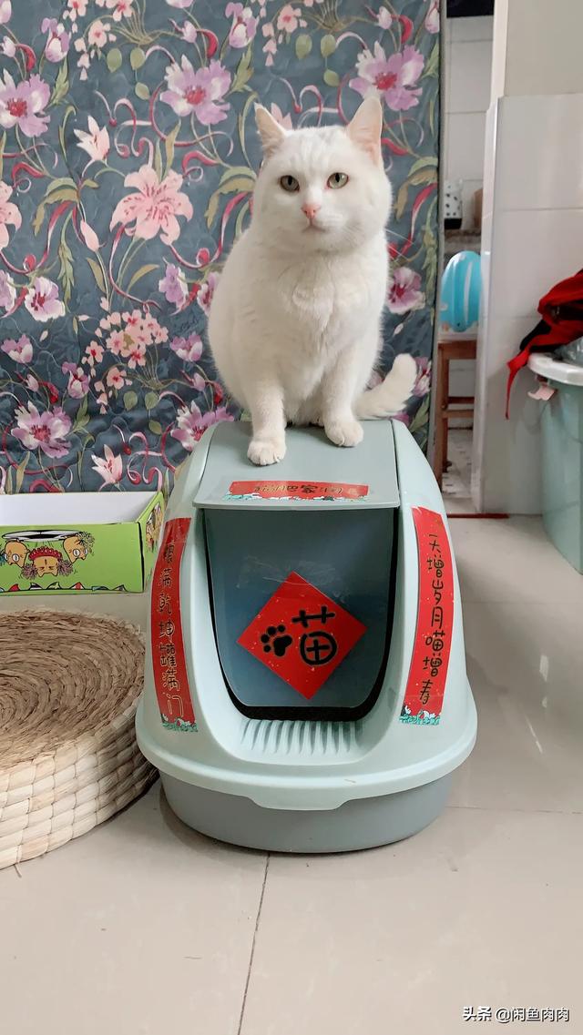 爱洗澡的猫猫 关店:内驱，外驱已完成，每周也洗澡，为什么猫猫还是这么多跳蚤？