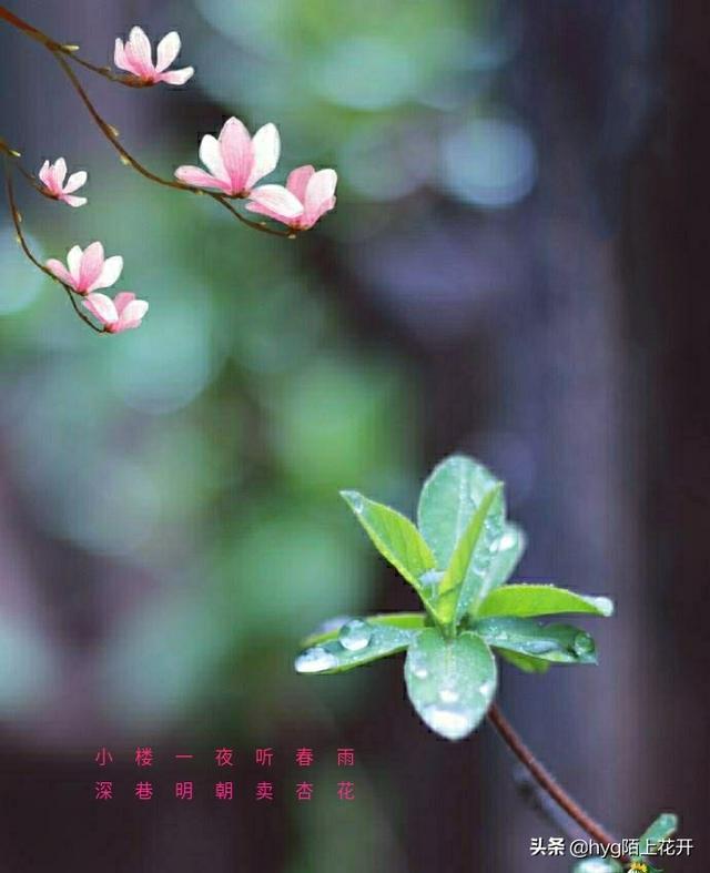 “小楼一夜听春雨,深巷明朝卖杏花”是怎样一种意境？