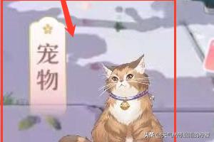 安卓猫猫栽培攻略:爱江山更爱美人（后宫秘史）如何养宠物？