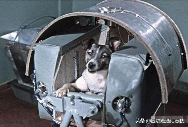 莱卡犬:64年前，苏联将一只3岁的小狗送入太空，是真的吗如今现状如何