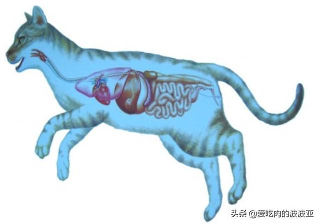 水煮活猫残忍图片:为什么越来越多的人相信猫吃人吃的东西就会死？