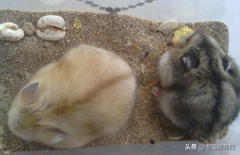 雪球仓鼠:小仓鼠在什么情况下会互相攻击？