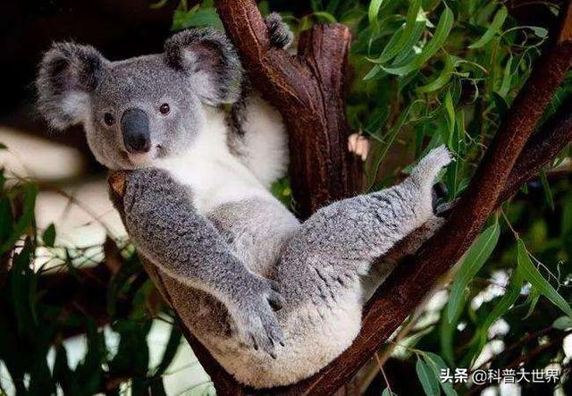 考拉只能吃桉树叶吗，作为澳大利亚的国宝考拉，为什么没有我国的国宝大熊猫有名