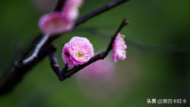 梅花象征着什么意义250字:梅兰竹菊四君子的象征意义？