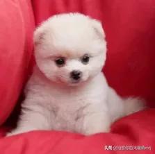 博美犬怎么养:博美一岁了，一天喂几顿？