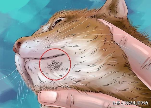 皇家猫粮怎么看保质期:都说猫吃皇家猫粮会黑下巴，那么黑了下巴有啥影响？