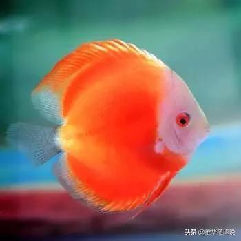 七彩神仙鱼论坛七彩神仙:七彩神仙鱼常见病该如何预防和治疗？体黑由哪些原因造成？