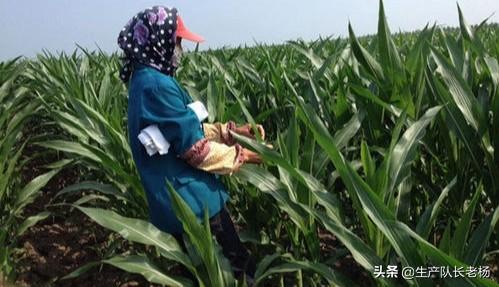 玉米地蚜虫怎么防治:玉米结果期有钻心虫怎么治？