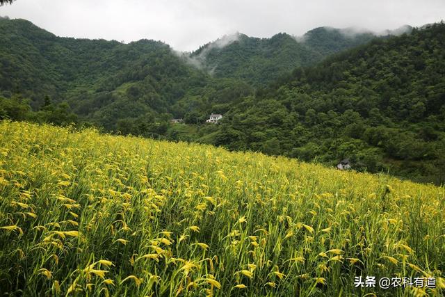 种植黄花菜能赚钱吗，野菜在市场那么贵，在农村种植野菜能赚钱吗