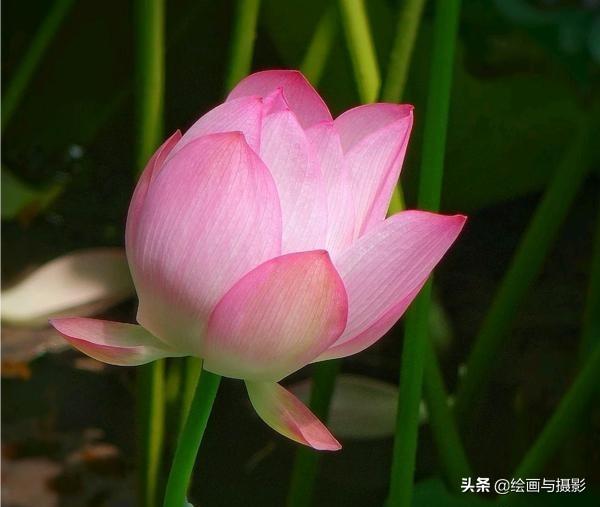 荷塘泥可以放苦力泥鳅:荷塘泥放干了加水可以吗 池塘里有荷花，养草鱼合适吗？